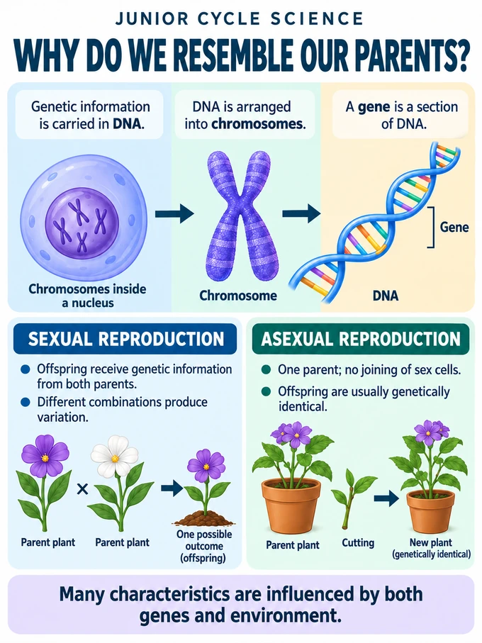 Why do we resemble our parents?. Genetic information is carried in DNA.