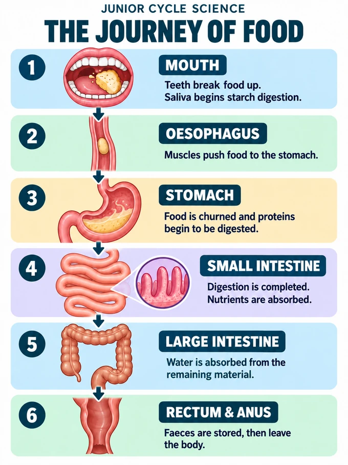 The journey of food. MOUTH
