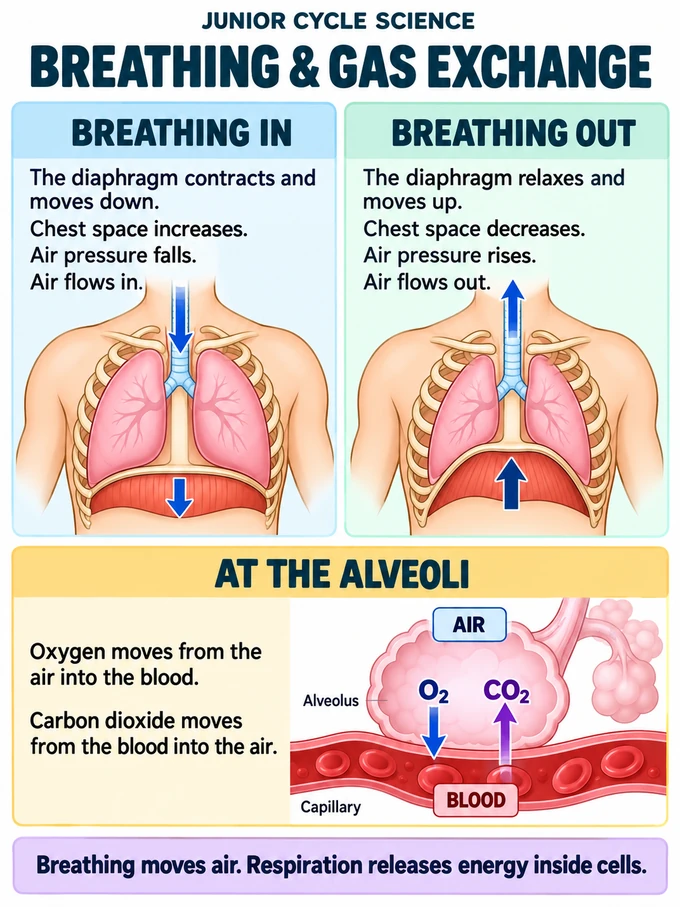 Breathing & gas exchange. BREATHING IN