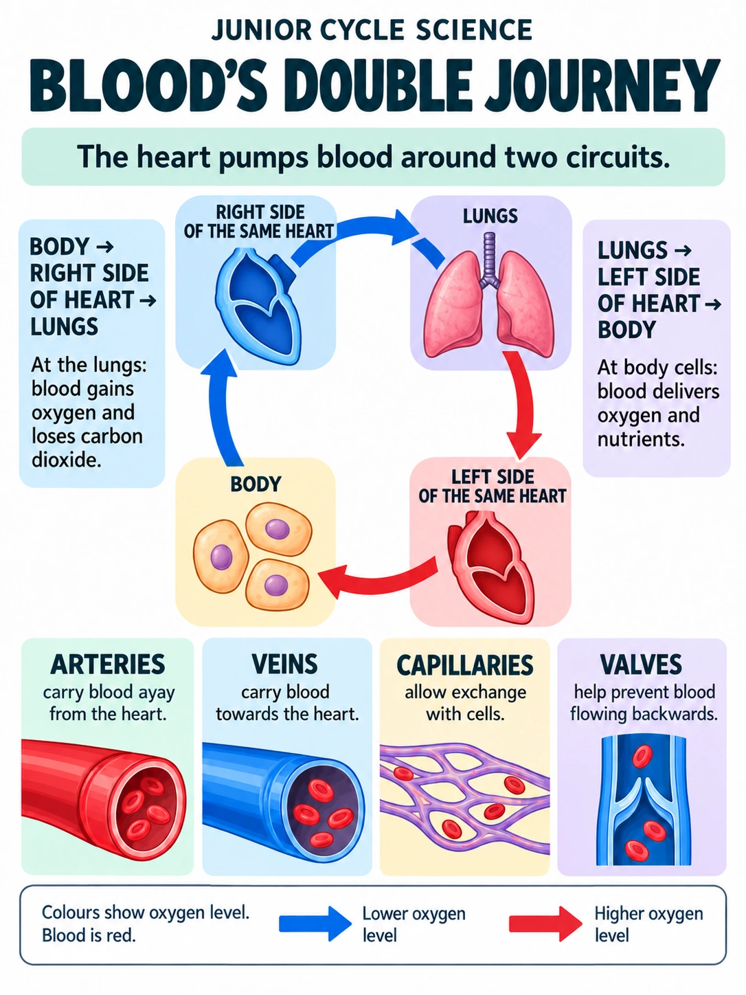 Blood’s double journey. The heart pumps blood around two circuits.