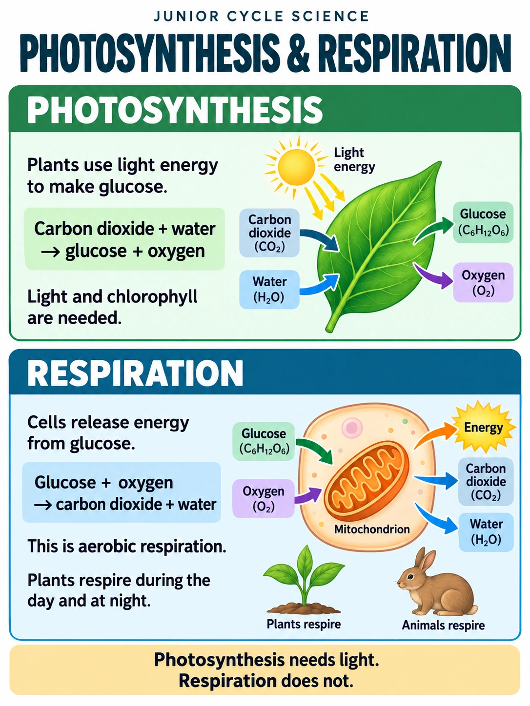 Photosynthesis & respiration. PHOTOSYNTHESIS