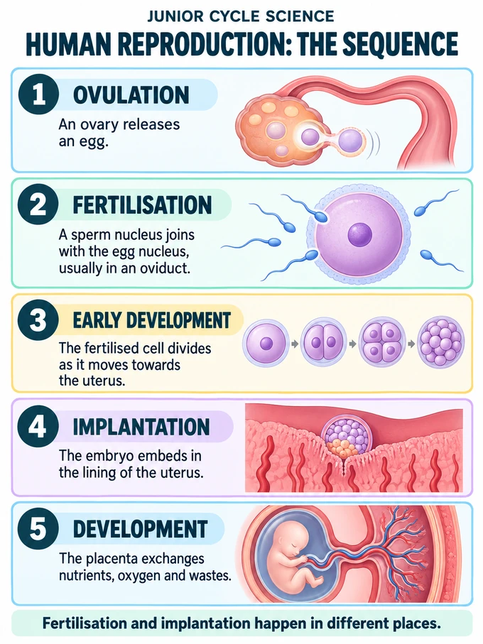 Human reproduction: the sequence. 1. OVULATION